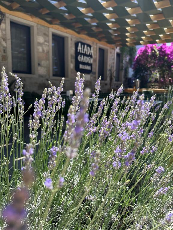 Alada Garden Bozcaada — 7