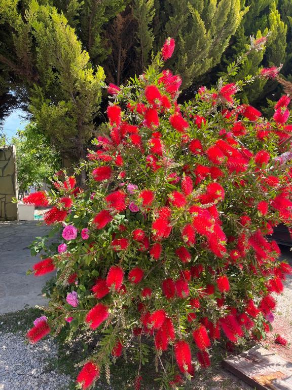 Can Otel Urla — 8