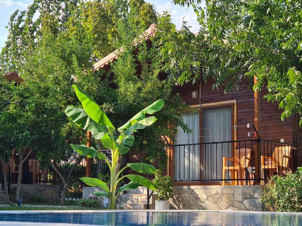 Olympos Olive Garden Pansiyon — 1