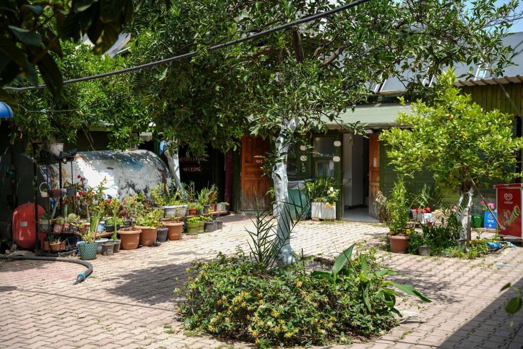 Olympos Zeytin — 5