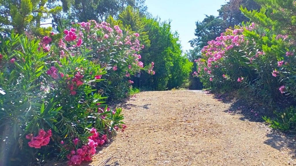 Sole Foça — 7