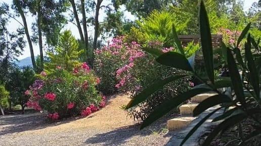 Sole Foça — 10