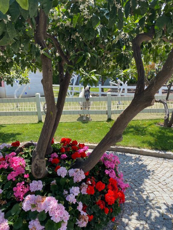 B Equine Range Hotel Narlıdere — 7